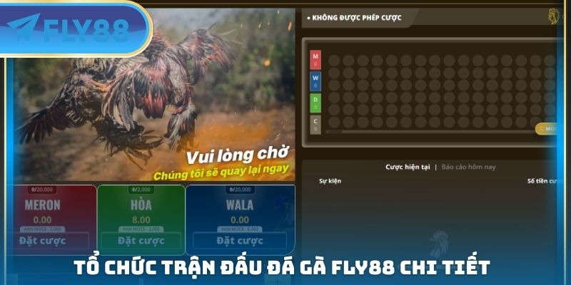 tổ chức trận đấu đá gà fly88